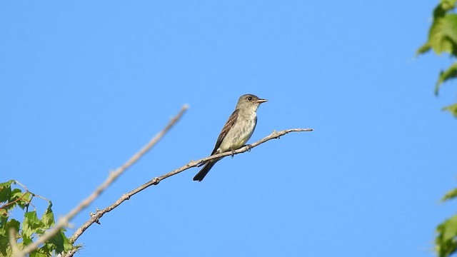 Olive-sided Flycatcher - ML640891603