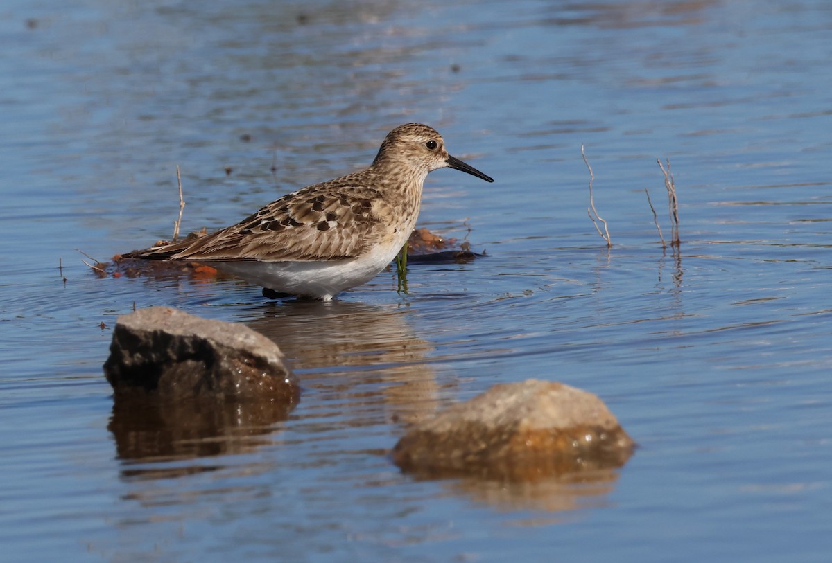 Baird's Sandpiper - ML640891604