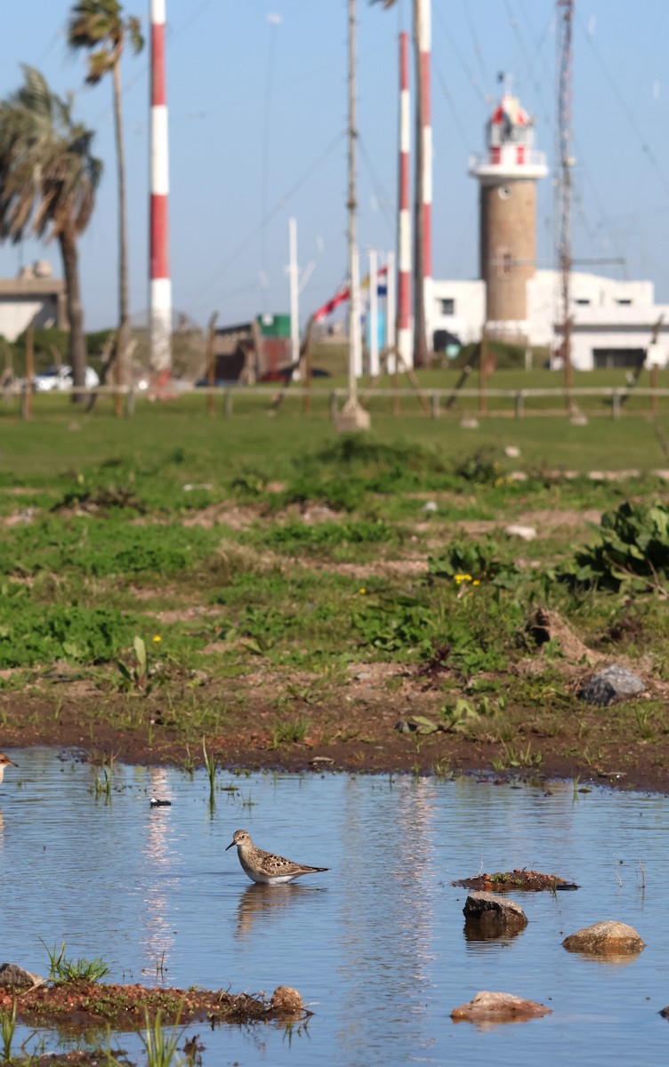 Baird's Sandpiper - ML640891605