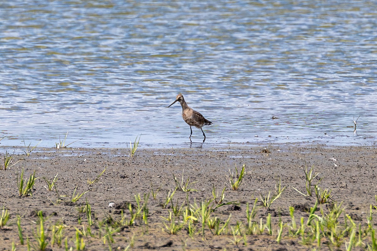 Hudsonian Godwit - ML640891611