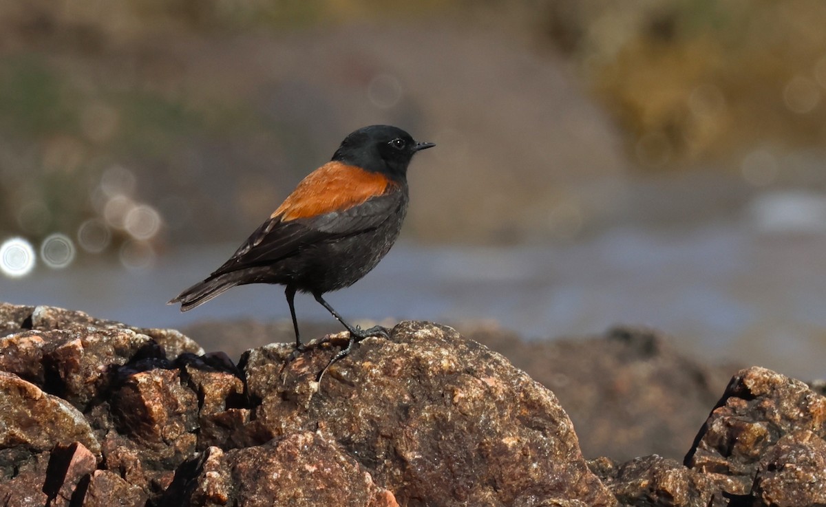 Austral Negrito - ML640891623