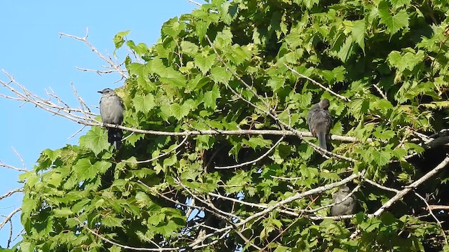 kattespottefugl - ML640891632