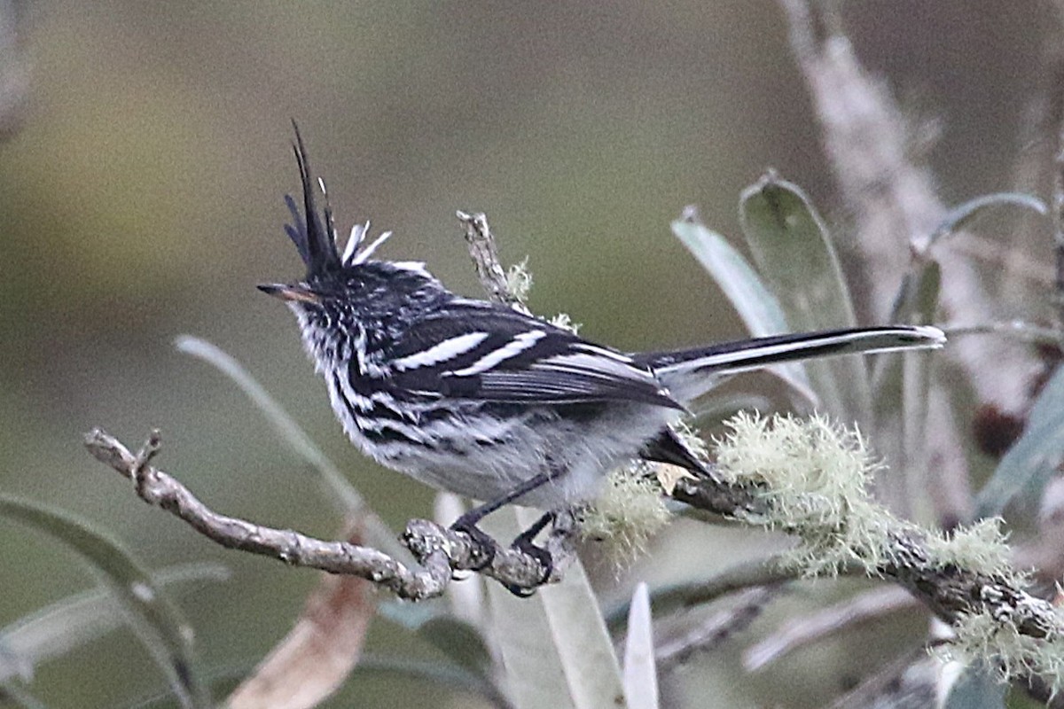 Black-crested Tit-Tyrant - ML640891633