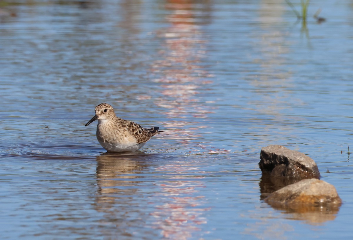 Baird's Sandpiper - ML640891634