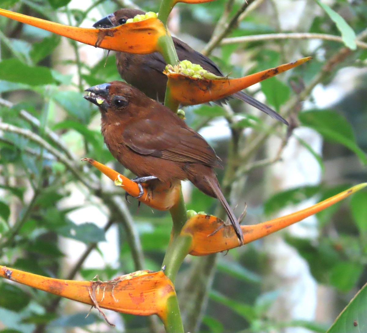 Blue-black Grosbeak - ML640891640