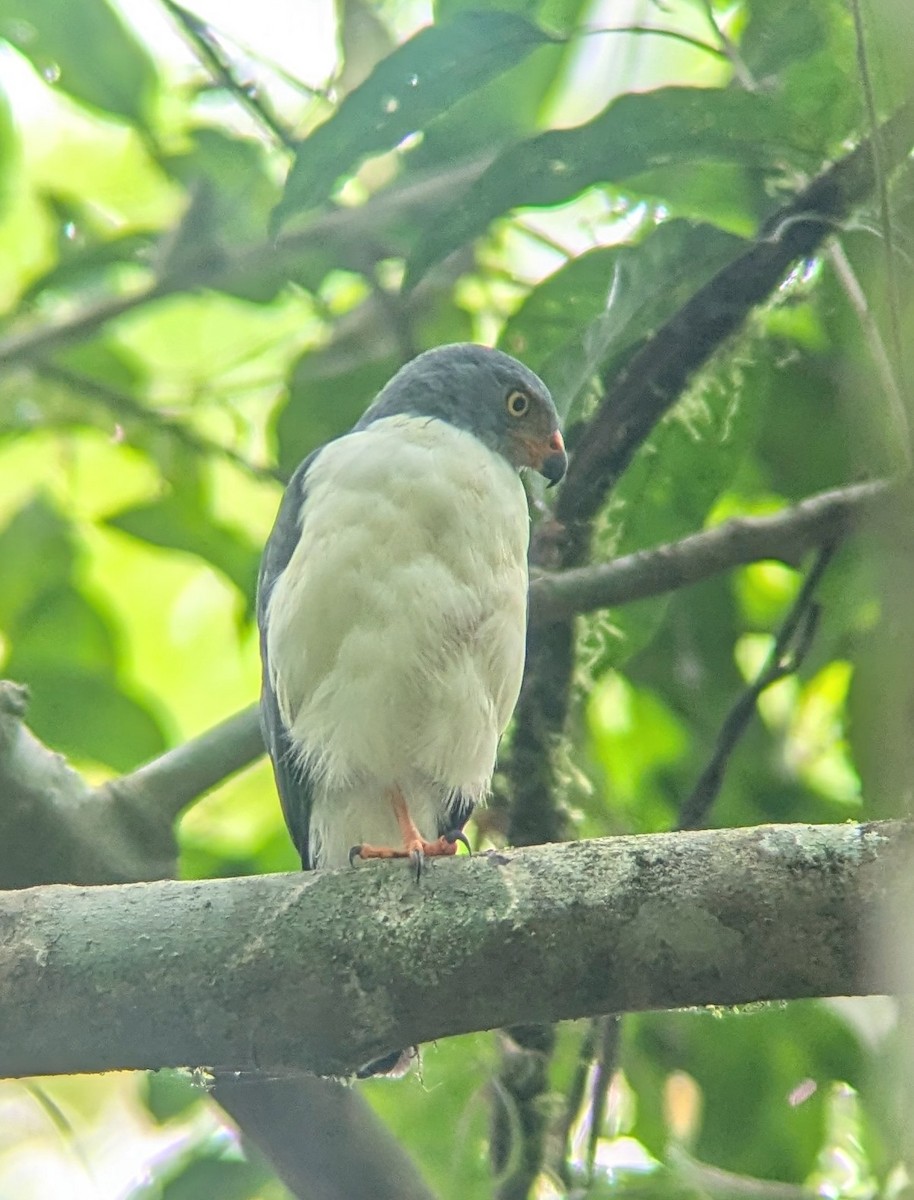 Semiplumbeous Hawk - ML640891642