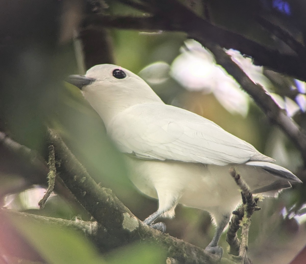 Snowy Cotinga - ML640891647