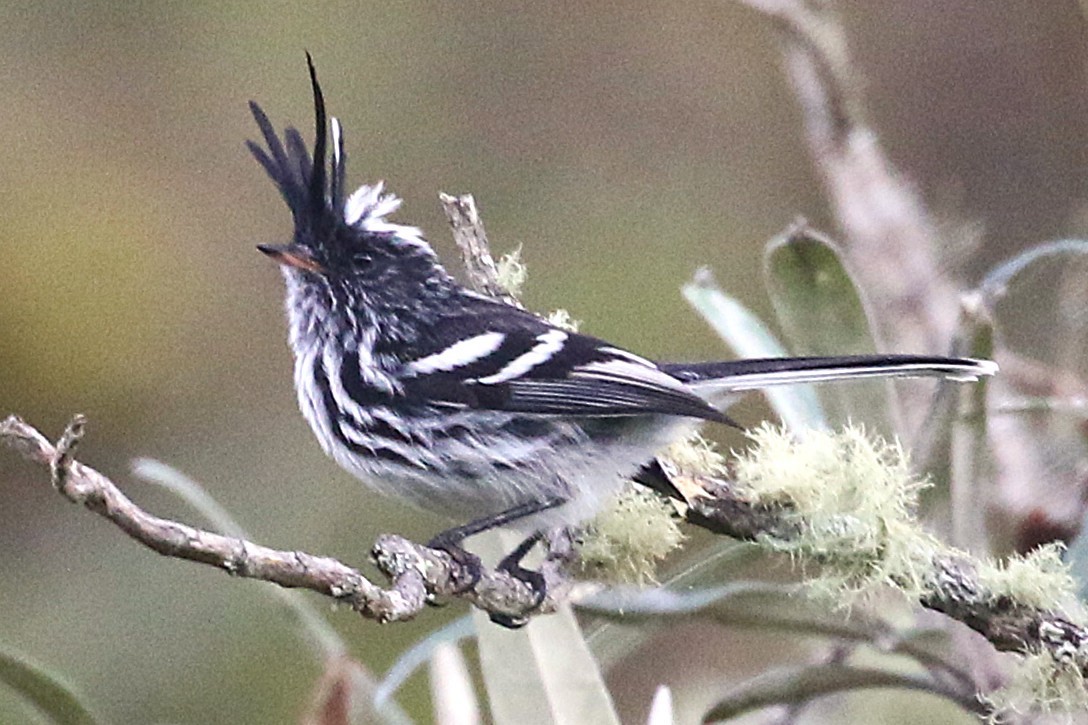 Black-crested Tit-Tyrant - ML640891653