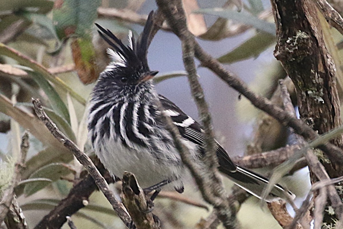 Black-crested Tit-Tyrant - ML640891705
