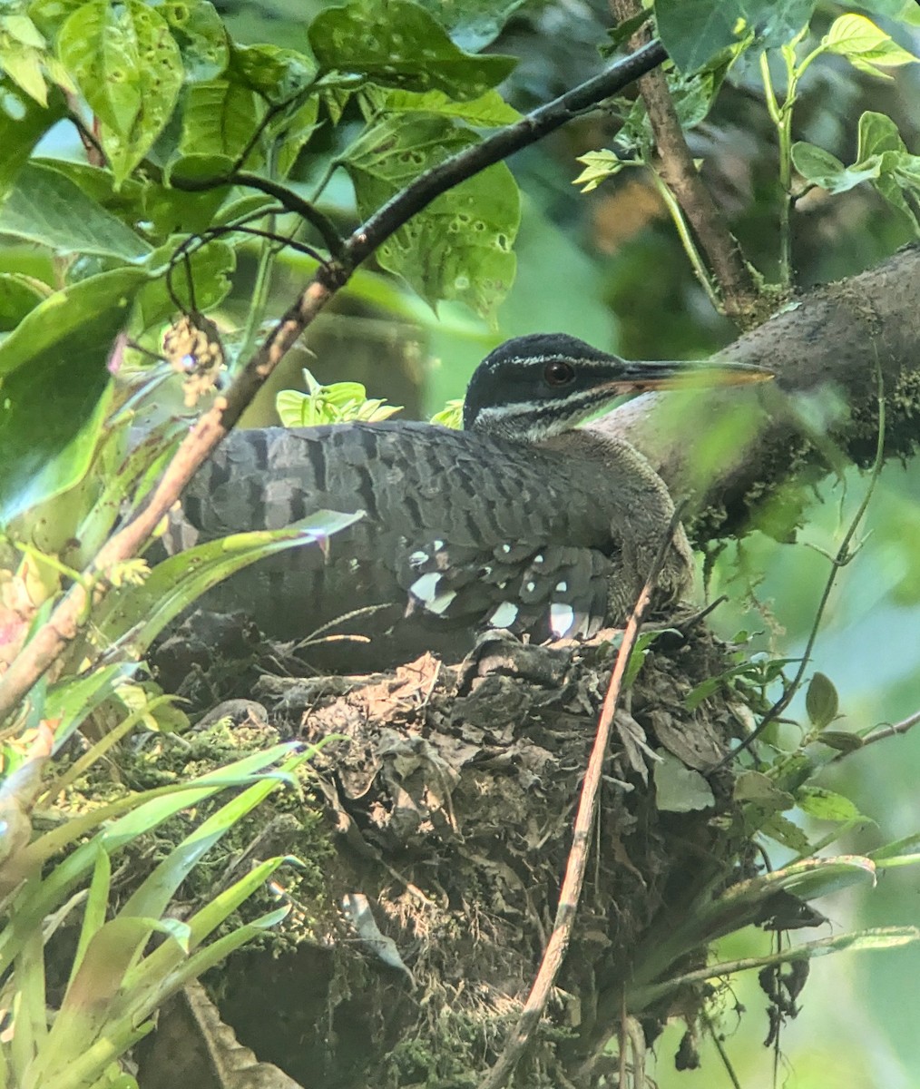 Sunbittern - ML640891712