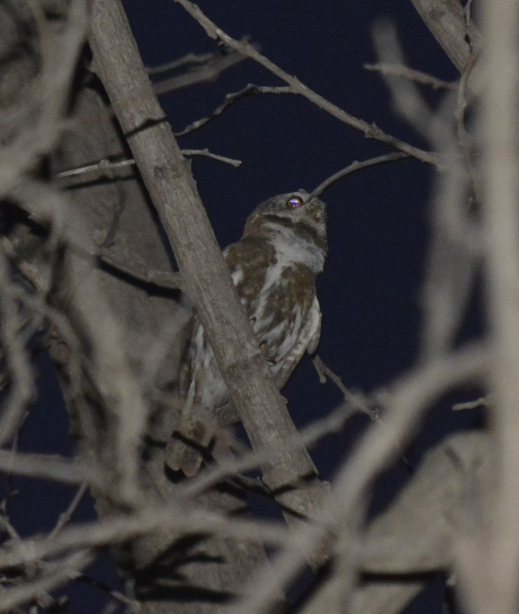 Austral Pygmy-Owl - ML640891728