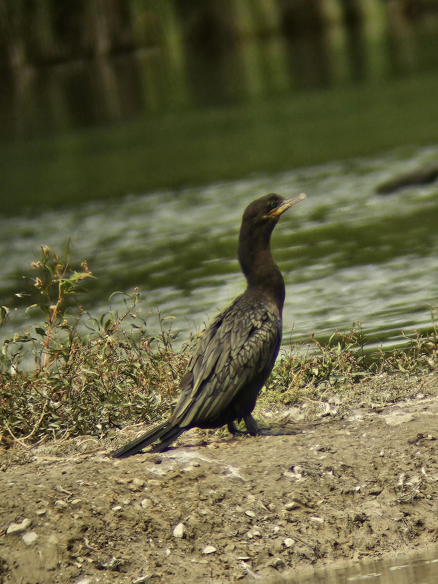 Cormoran vigua - ML640891758