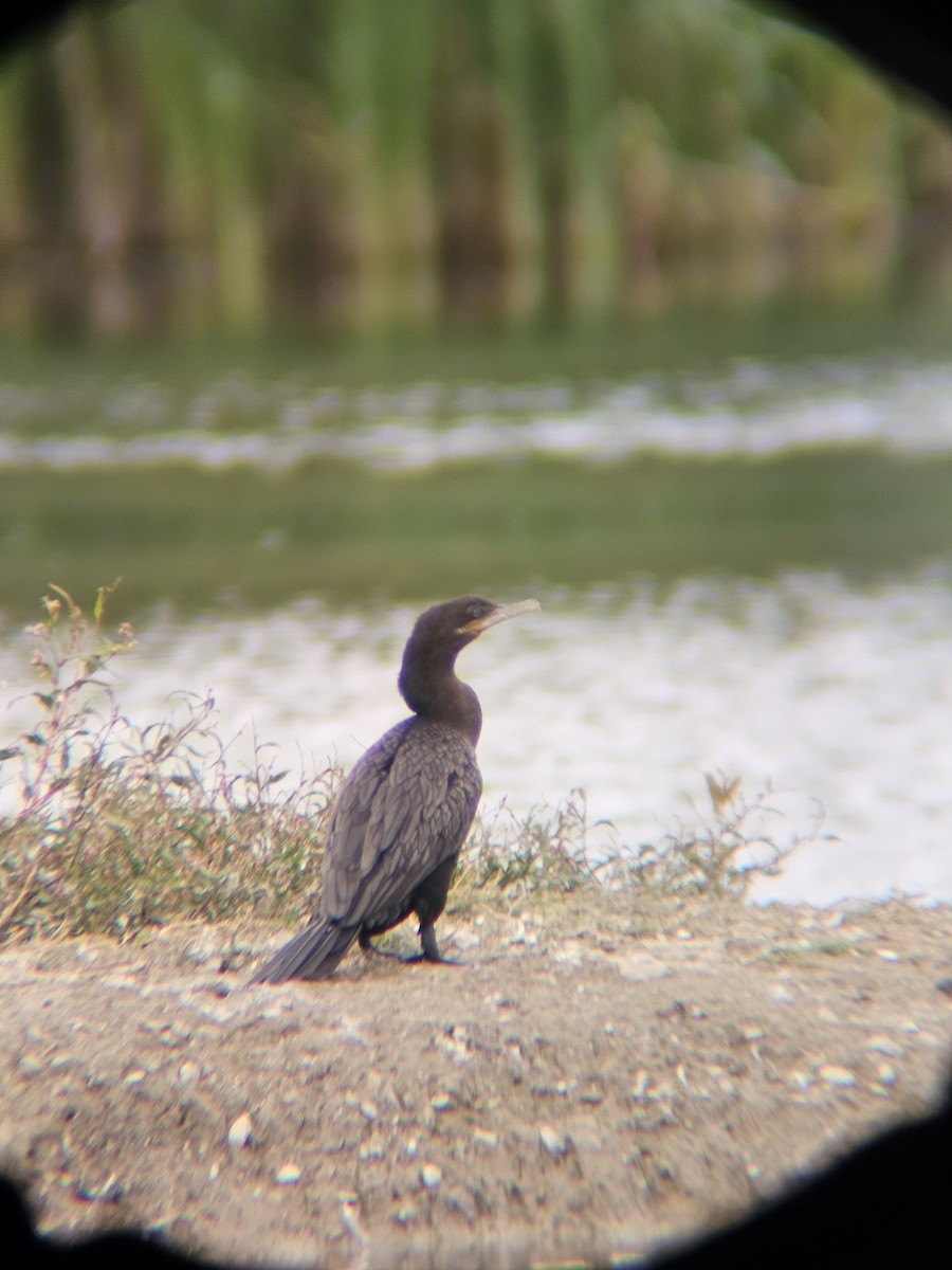 Cormoran vigua - ML640891760