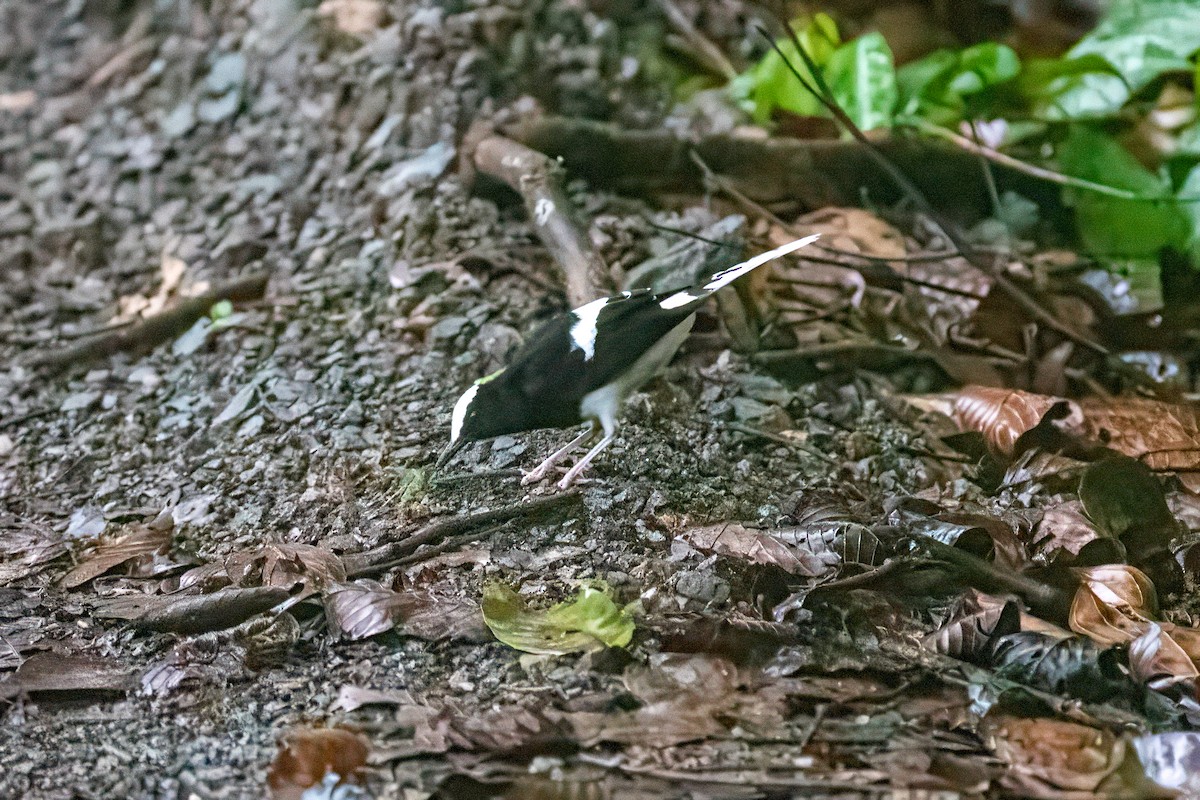 White-crowned Forktail - ML640891765