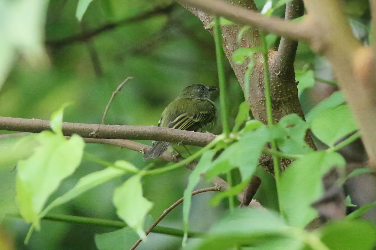 Northern Bentbill - ML640891767