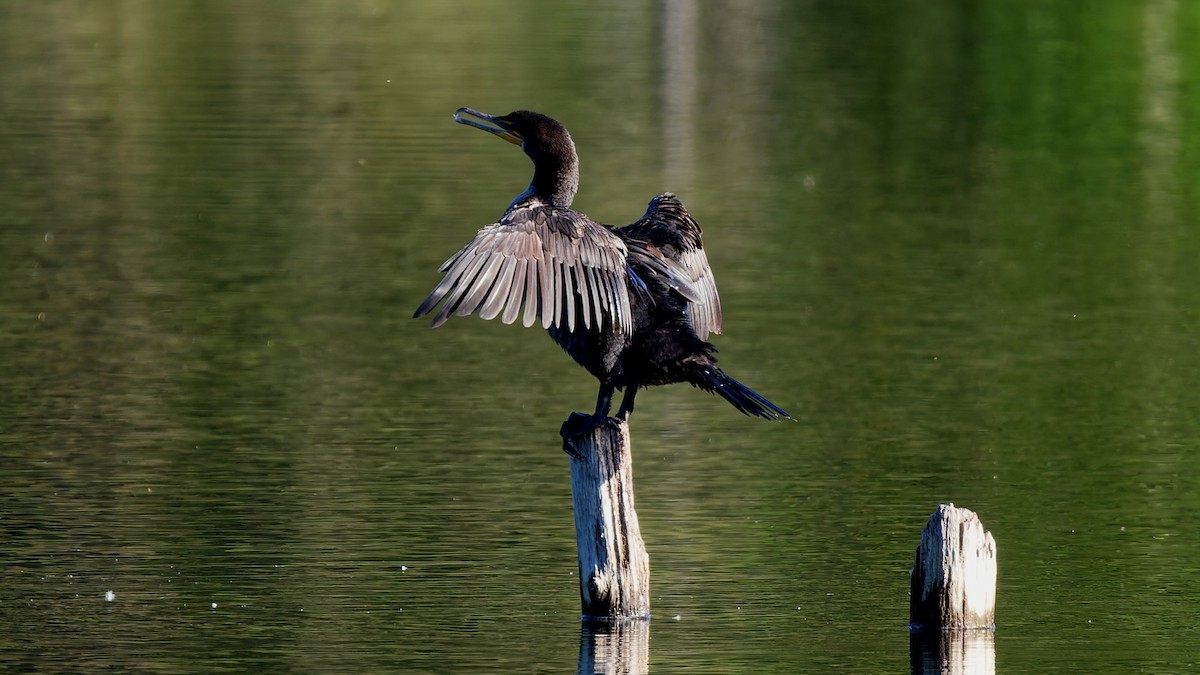 Double-crested Cormorant - ML640891789