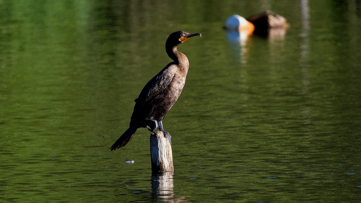 Double-crested Cormorant - ML640891791
