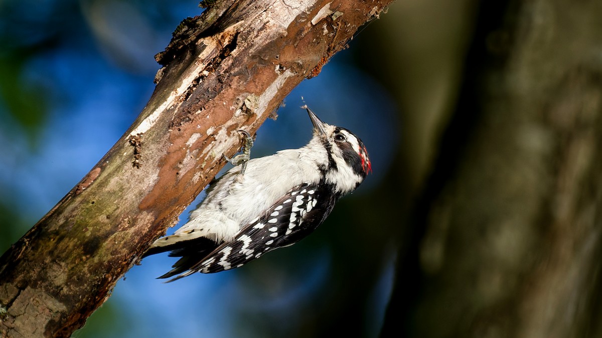 Downy Woodpecker - ML640891793