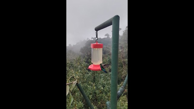 Fiery-throated Hummingbird - ML640891796
