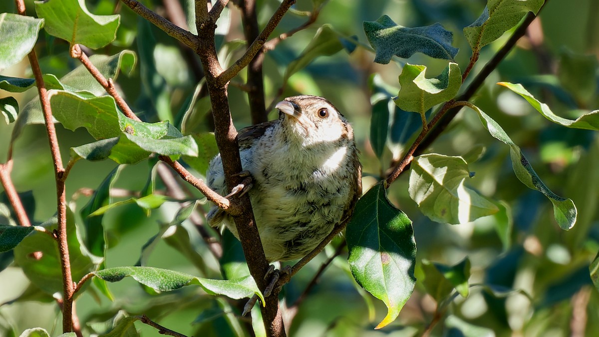 Carolina Wren - ML640891799