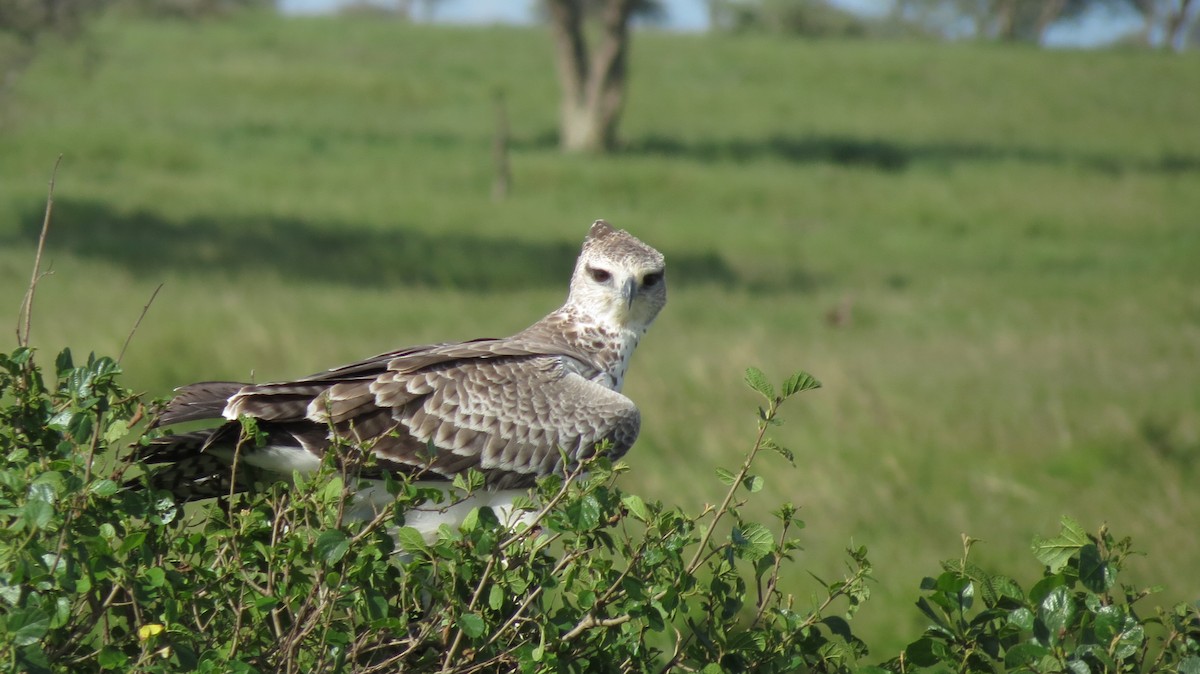 ゴマバラワシ - ML640891826