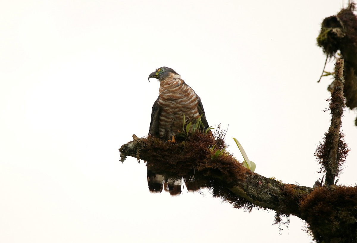 Hook-billed Kite (Hook-billed) - ML640891832