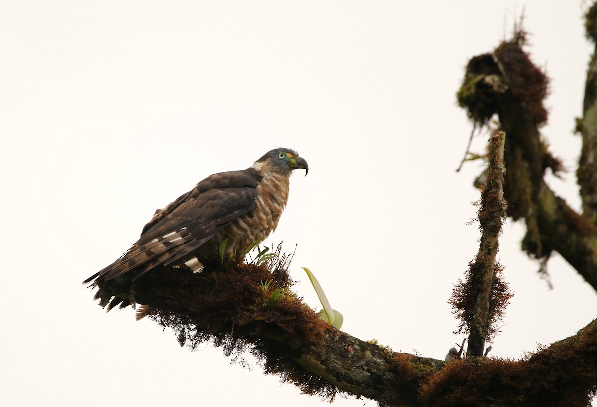 Hook-billed Kite (Hook-billed) - ML640891833