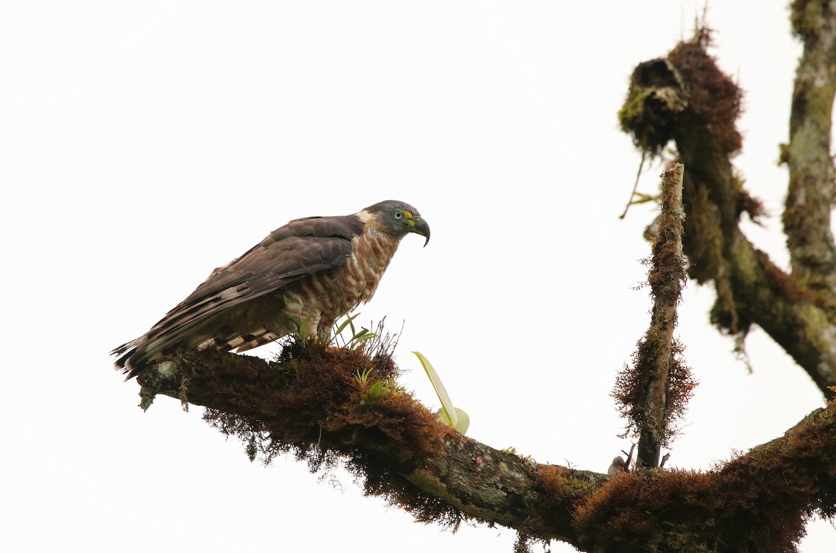 Hook-billed Kite (Hook-billed) - ML640891834