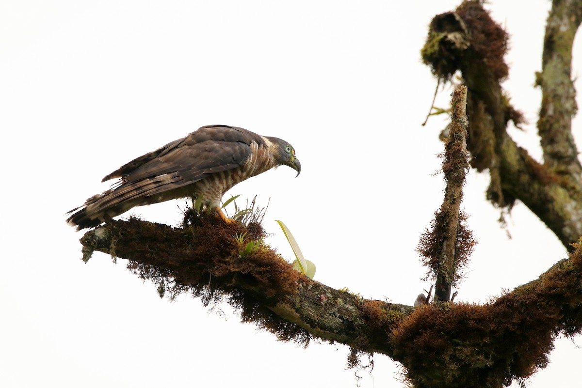 Hook-billed Kite (Hook-billed) - ML640891835
