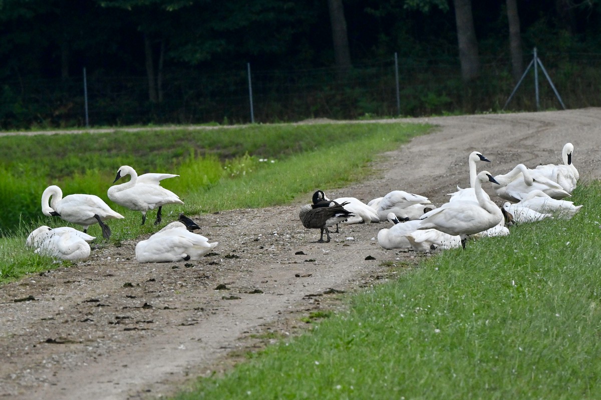 Trumpeter Swan - ML640891855