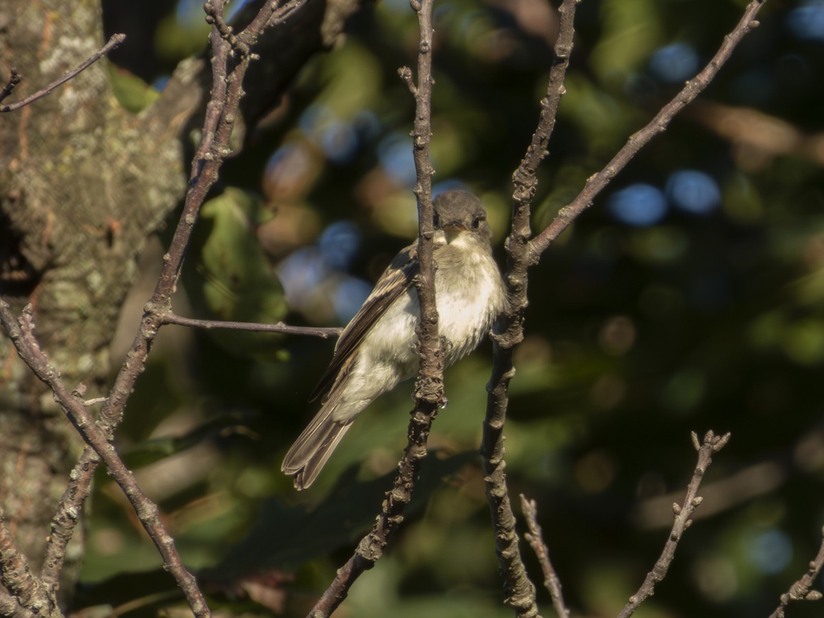 Eastern Wood-Pewee - ML640891860