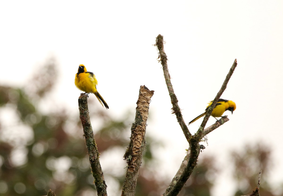 Yellow-tailed Oriole - ML640891861