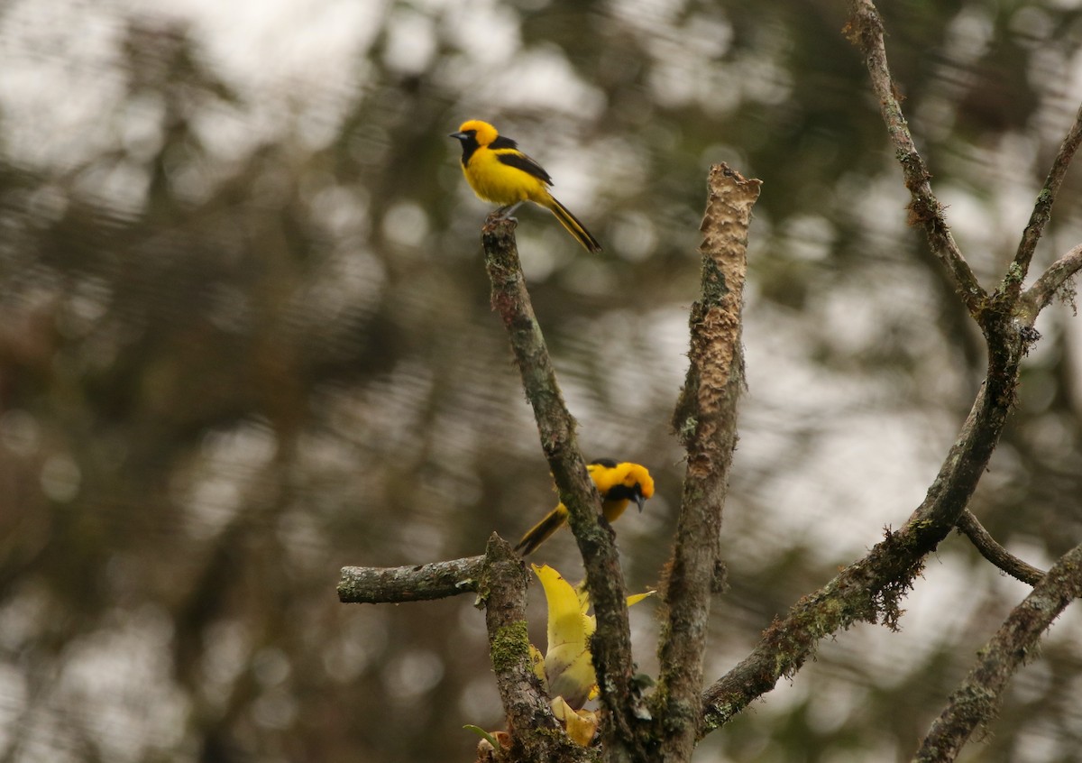 Yellow-tailed Oriole - ML640891862