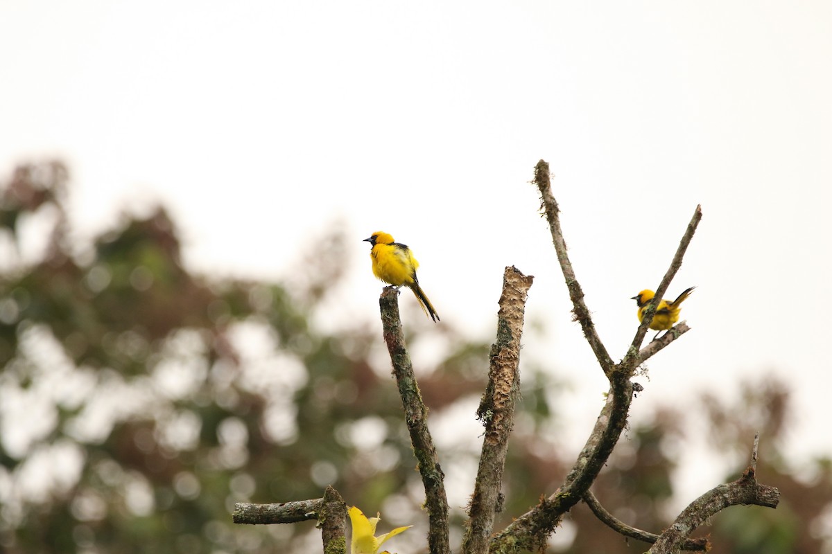 Yellow-tailed Oriole - ML640891863
