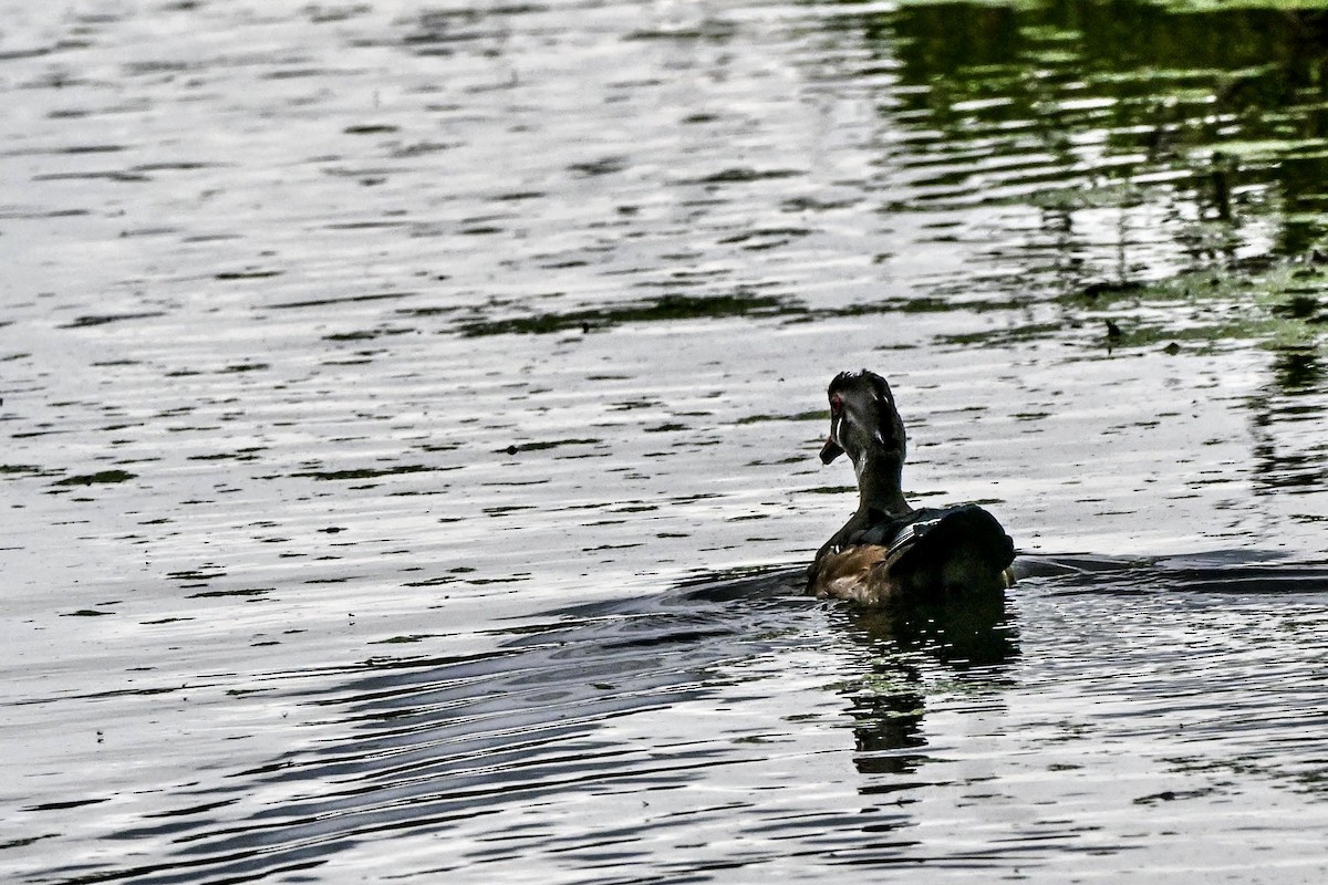 Wood Duck - ML640891869