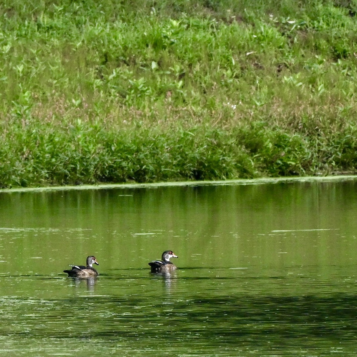 Wood Duck - ML640891870