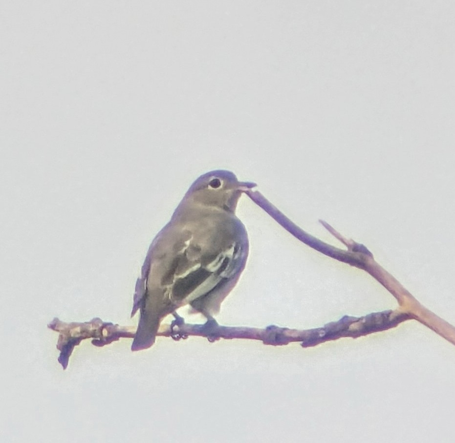Yellow-billed Cotinga - ML640891871