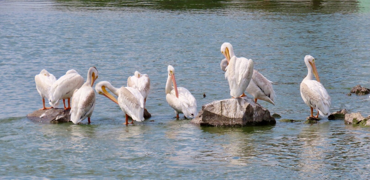 American White Pelican - ML640891874