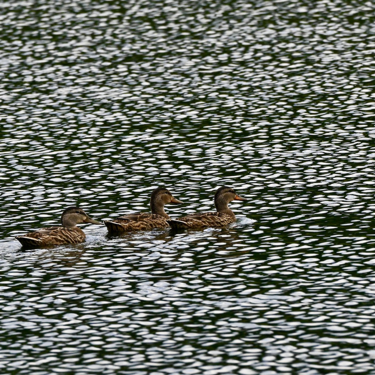 Mallard - ML640891885