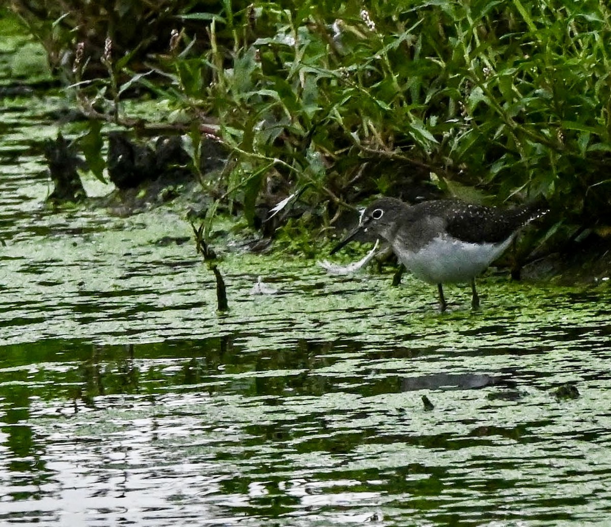Solitary Sandpiper - ML640891899