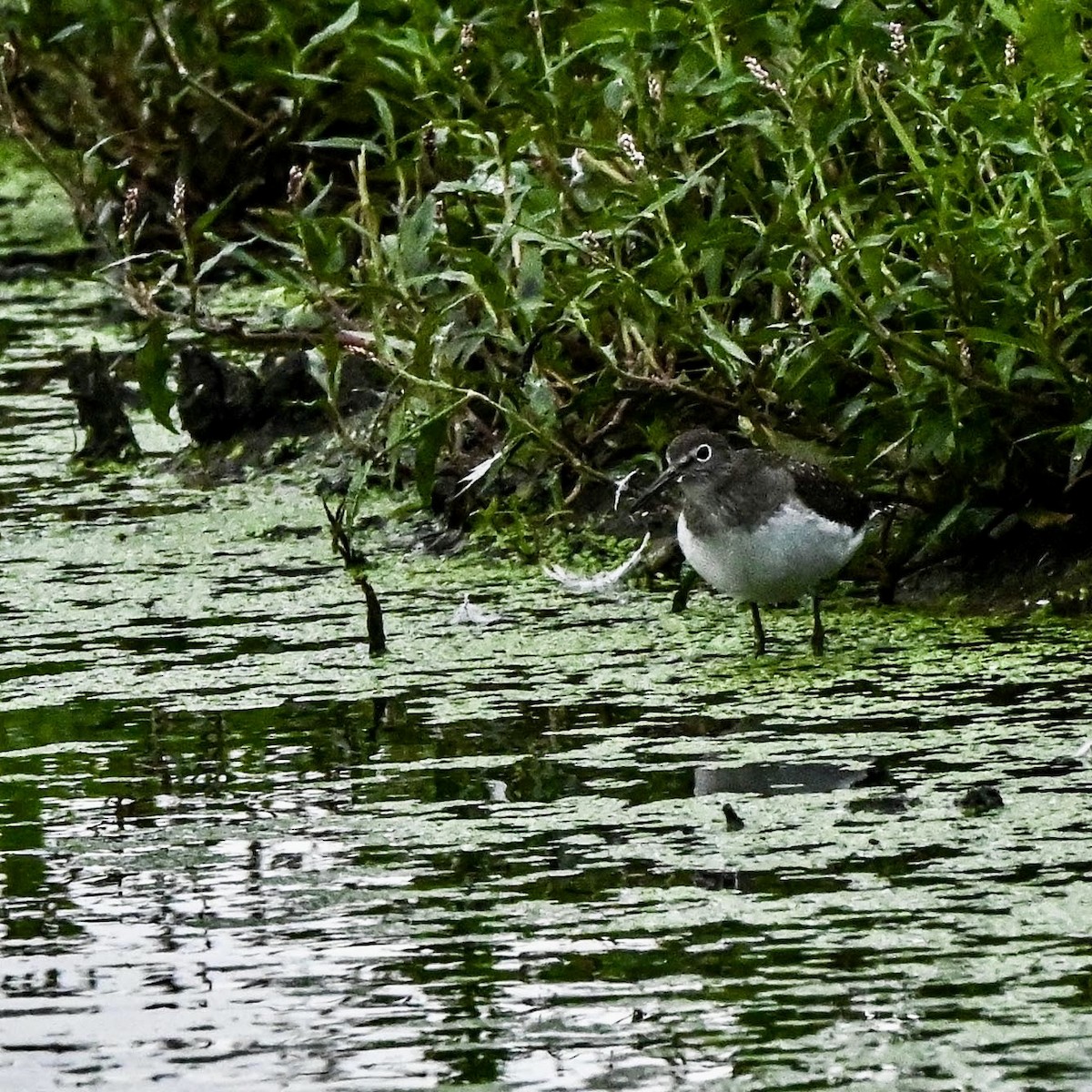 Solitary Sandpiper - ML640891900