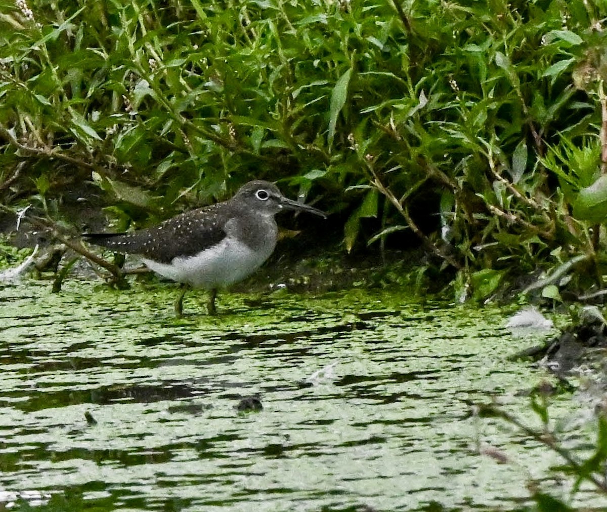 Solitary Sandpiper - ML640891901