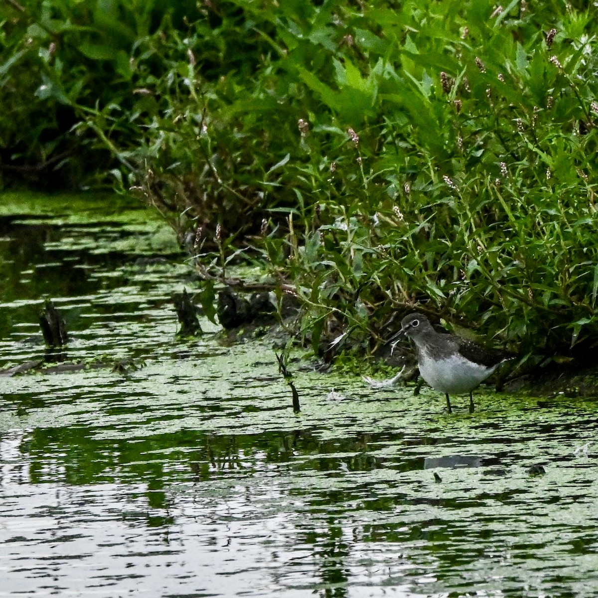 Solitary Sandpiper - ML640891902