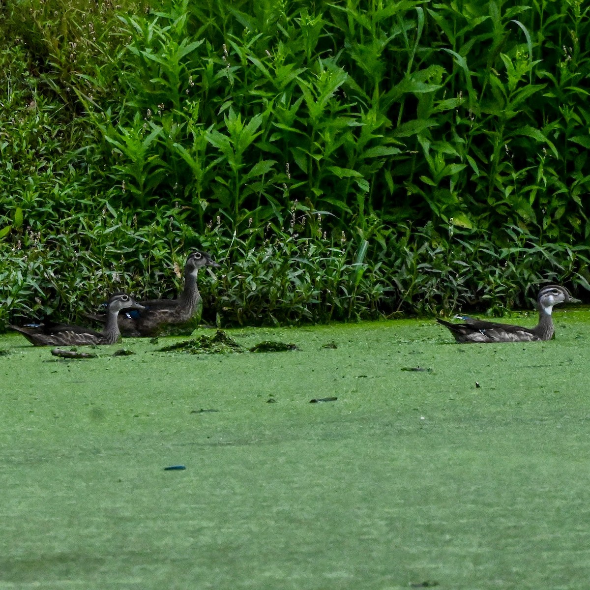 Wood Duck - ML640891913