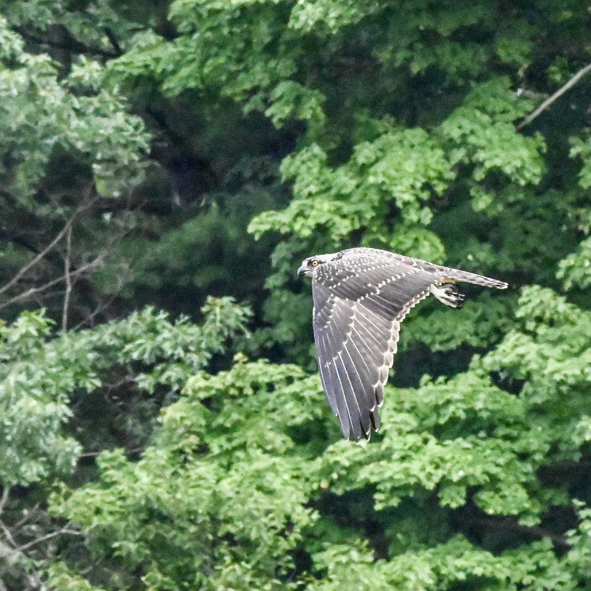 Osprey - ML640891930