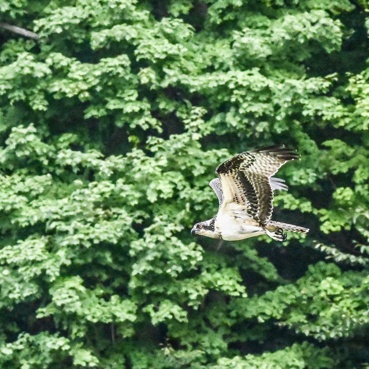 Osprey - ML640891931