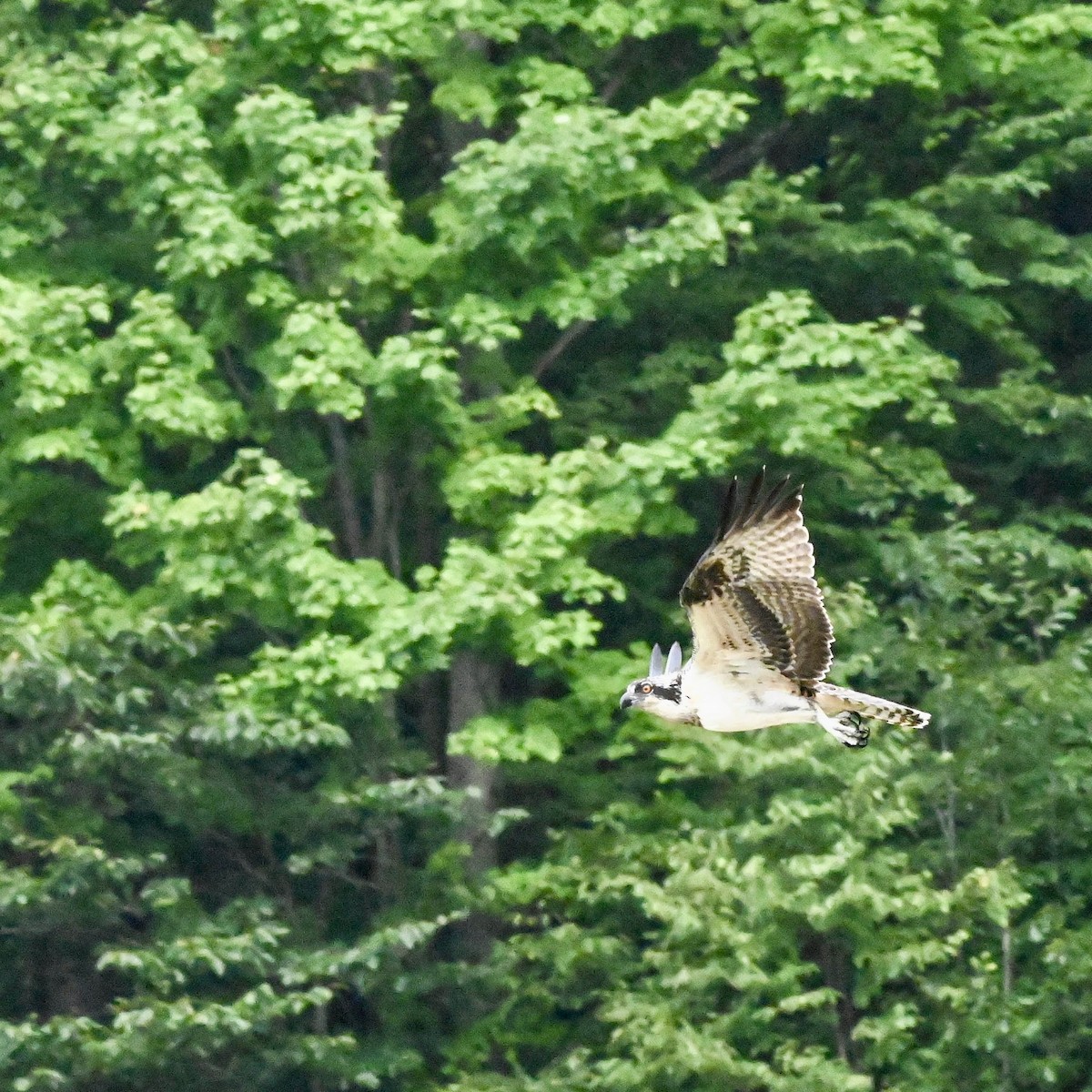 Osprey - ML640891933