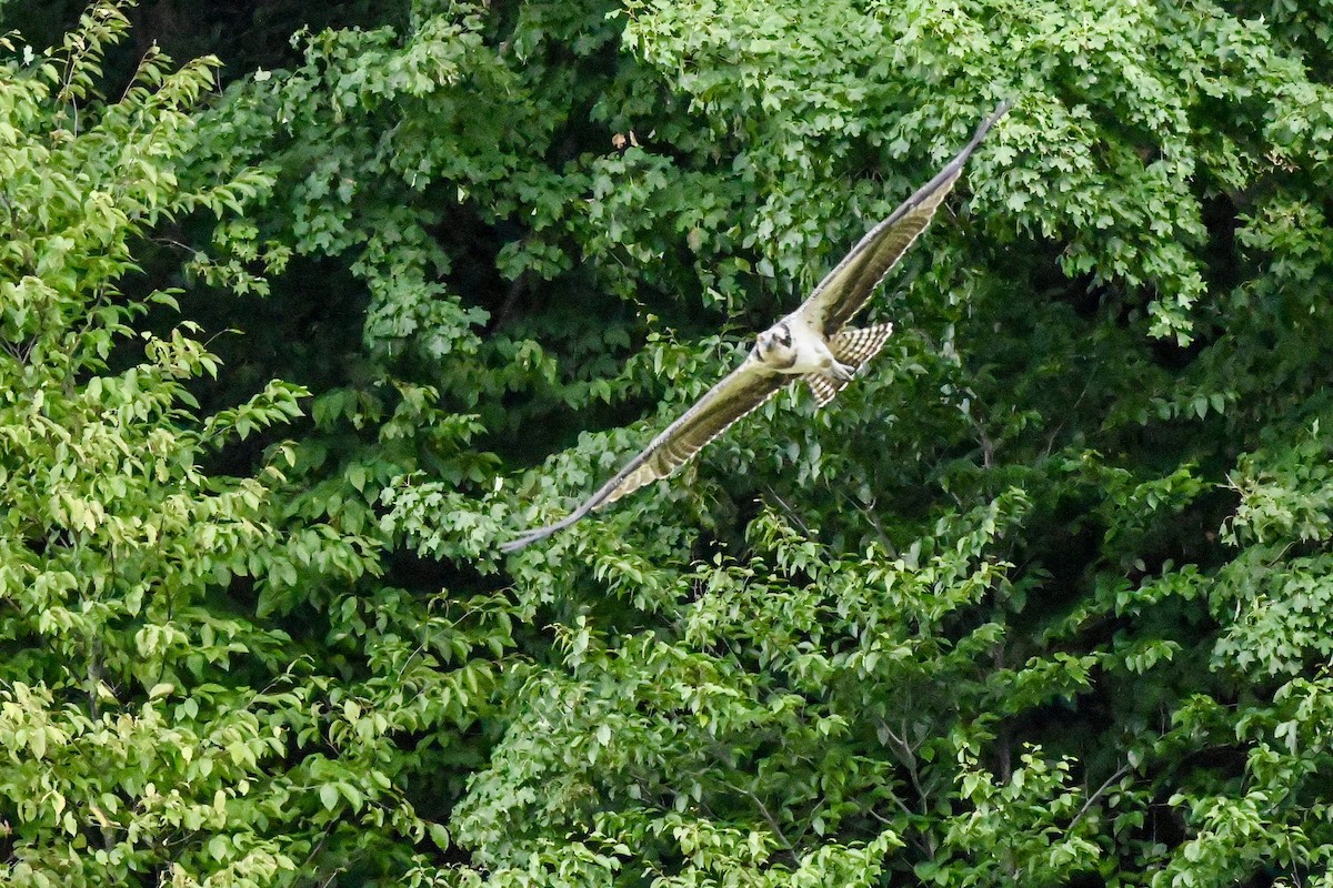 Osprey - ML640891934