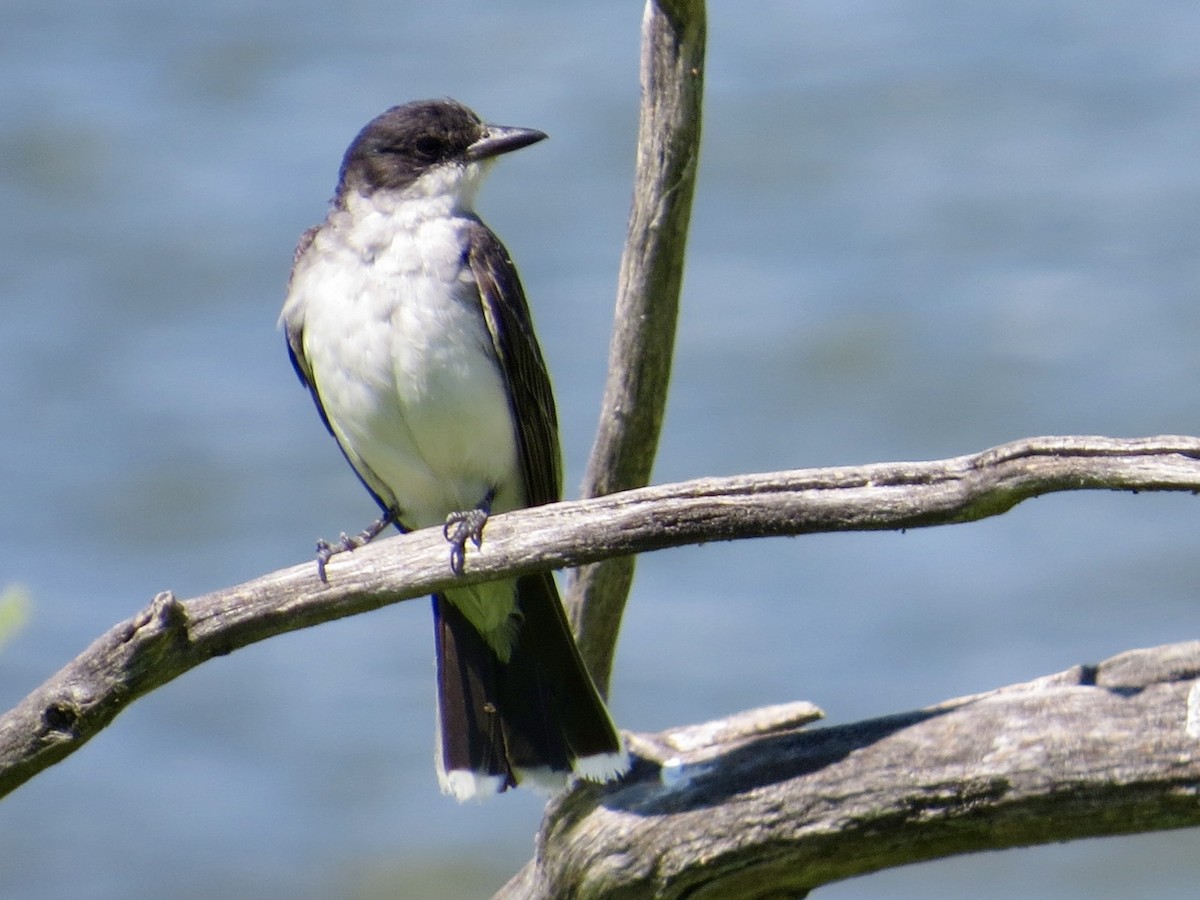 Tyran tritri - ML640891969