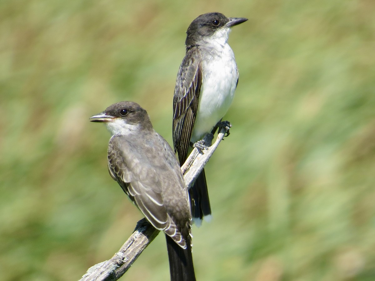 Tyran tritri - ML640891970